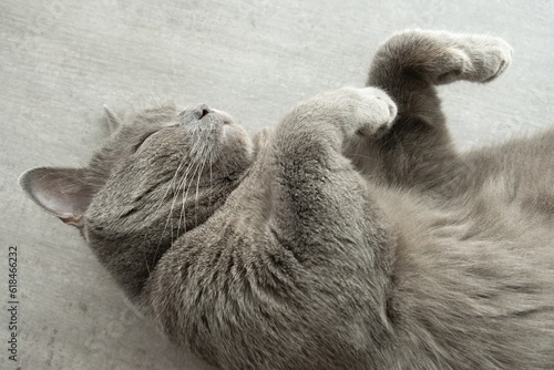British shorthair cat sleeps on the table. Sleeping cat on a grey background. Close up.