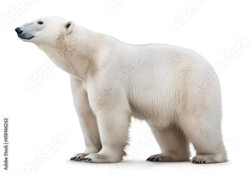 Fotografia polar bear side profile view, isolated background. Generative Ai