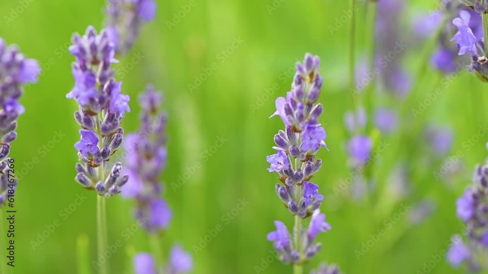 Lavender flower field in summer, swaying in wind Lavender flower field in summer, swaying in wind