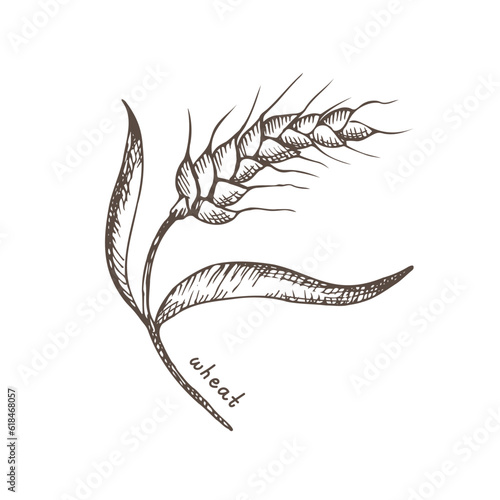 Ears of wheat, spelt. Heap of ears of wheat, dried whole grains. Cereal harvest, agriculture, organic farming, healthy food symbol. Ears of wheat are drawn by hand. Design element. Isolated background