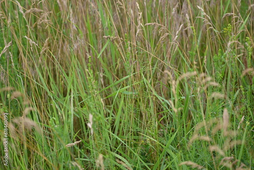 texture of summer grass as background, brown spikelets of field cereals as background, dried meadow grass