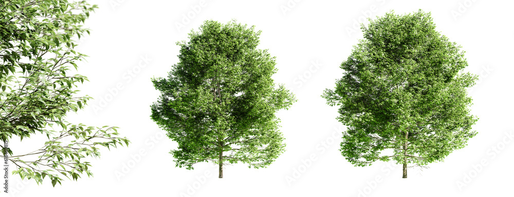 Fototapeta premium American hornbeam tree isolated on transparent background and selective focus close-up. 3D render.