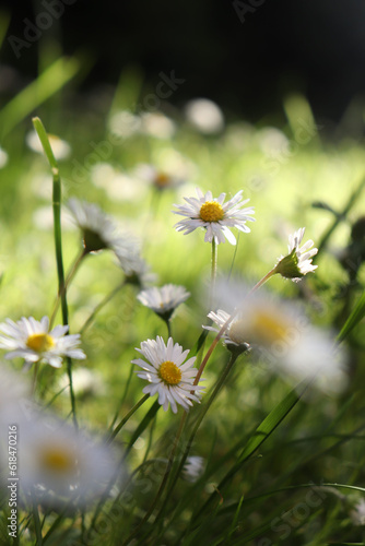 daisies in a meadow