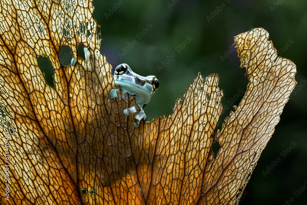 Amazon Milk Frog (Trachycephalus resinifictrix) or Mission GoldenEyed
