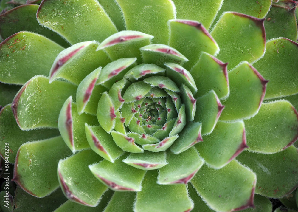 Echeveria plant. Cactus plant wallpaper. Succulent cactus patterns.Close up of greeny cactus leaves. Top view image of succulent bloom. Tidewater green background Echeveria plant. Cactus plant wallpaper. Succulent cactus patterns.Close up of greeny cactus leaves. Top view image of succulent bloom. Tidewater green background