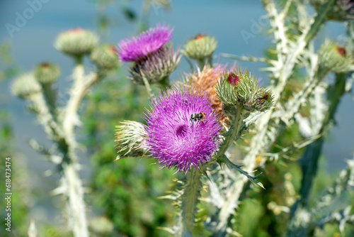 thistle and bee