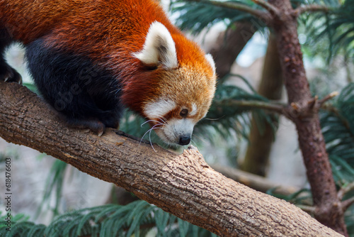 A photo of Red Panda also known as lesser panda in captive setting. © mktuteja