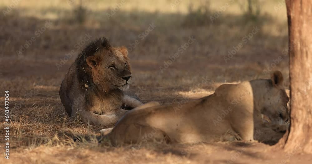 A male lion is resting in the savannah A male lion is resting in the savannah