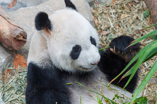 Fototapeta Naklejka Na Ścianę i Meble -  A photo of Giant Panda in captive setting.