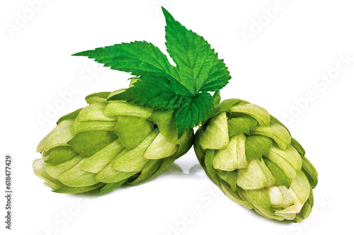 Ripe hop cones on white background