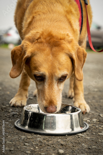 Pies rasy labrador spożywa karmę z miski, pionowy kadr.  © Aneta