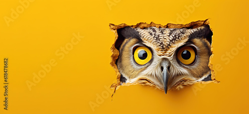 A surprised owl peeks out on a orange background. Banner, copy space. AI generation