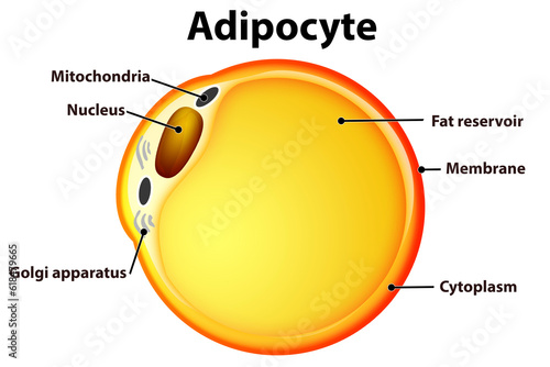Fat Cells from white adipose tissue photo