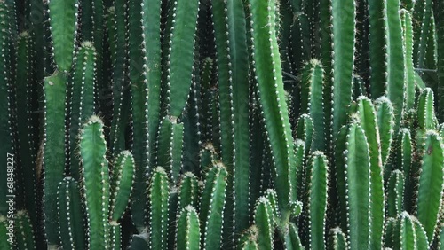 Group of cactus in the park