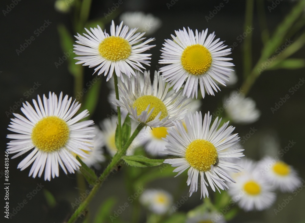 nice flowers of wild plant erigeron-daisy fleabane nice flowers of wild plant erigeron-daisy fleabane