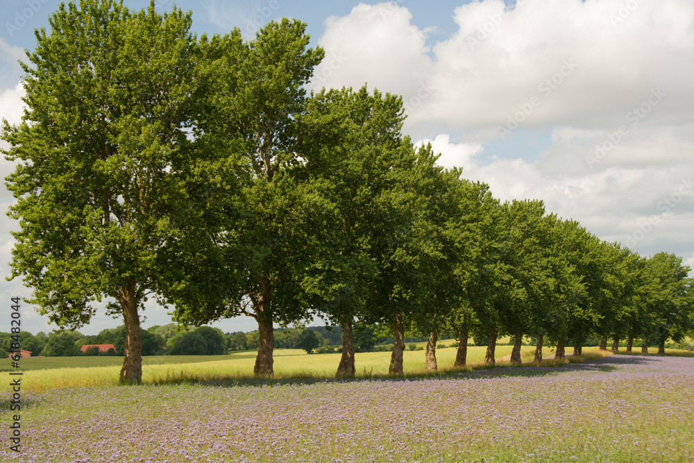 Obraz premium Phacelia