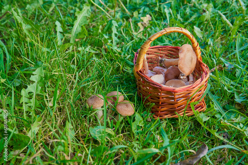 basket with mushrooms on the grass,freshly picked delicious mushrooms in a basket, mushroom harvest season