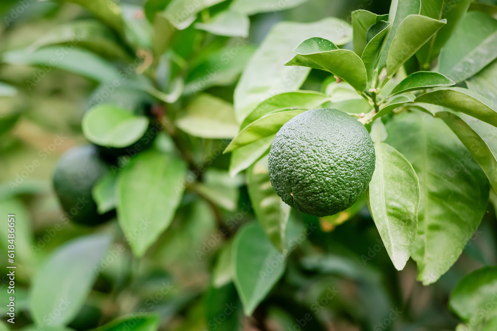 Green unripe oranges or limes on a tree. Harvest and farm concept