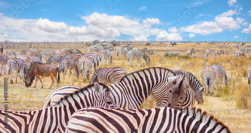 Herd of zebras in yellow grass - Etosha National Park  Namibia  Africa