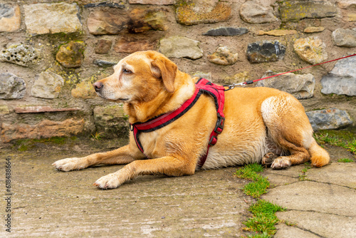Labrador pies leży przy kamiennym murze i odpoczywa. 