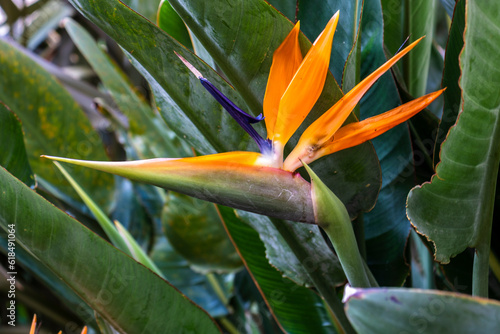 Detail of a flower on a herbaceous plant called Ave-do-paraíso ( bird of paradise )  or Estrelicia. Scientific name Strelitzia reginae.