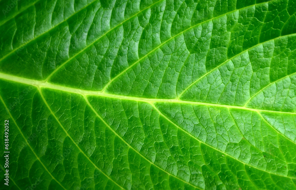 Abstract green leaf texture close up.Bright natural background with copy space for design. Ecology concept. Abstract green leaf texture close up.Bright natural background with copy space for design. Ecology concept.