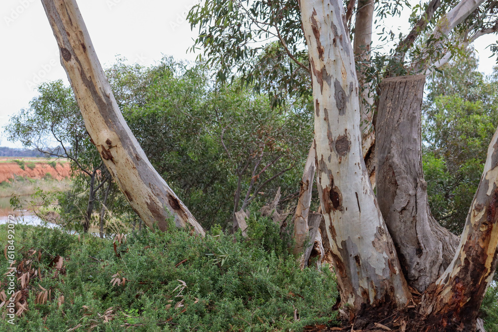 eucalyptus trees in australian bushland on the banks of the werribee river