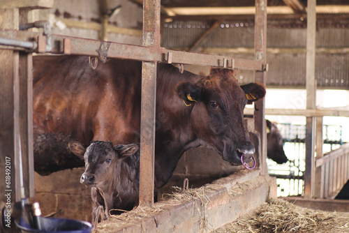 Japanese black cattle and calf.