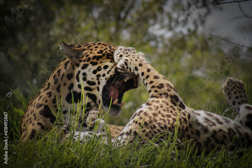Photography jaguar in zoo