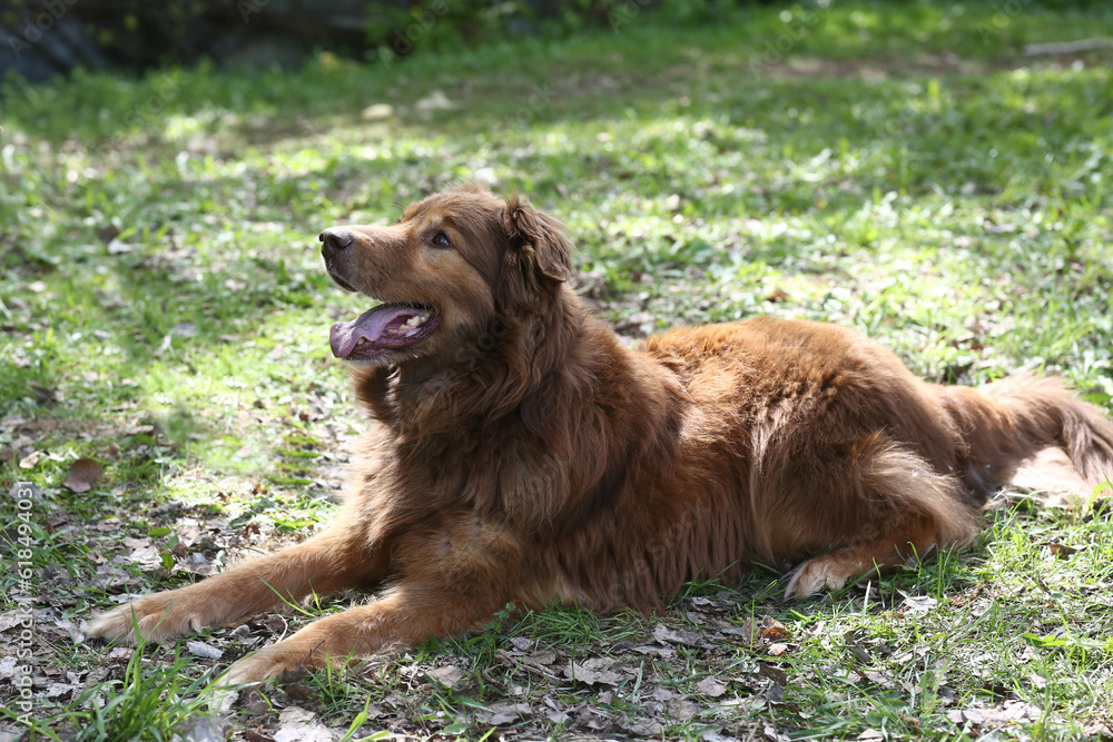 brown fluffy fat dog closeup portrait on green grass background brown fluffy fat dog closeup portrait on green grass background