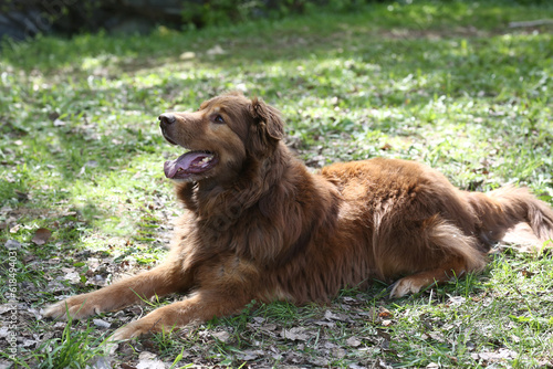 brown fluffy fat dog closeup portrait on green grass background