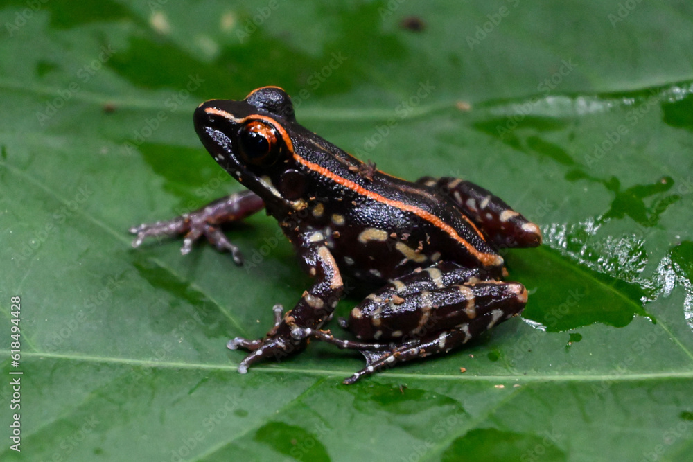 Spotted river frog perched on a leaf Spotted river frog perched on a leaf