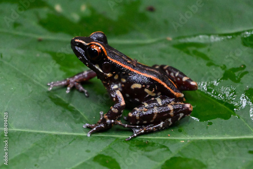 Spotted river frog perched on a leaf