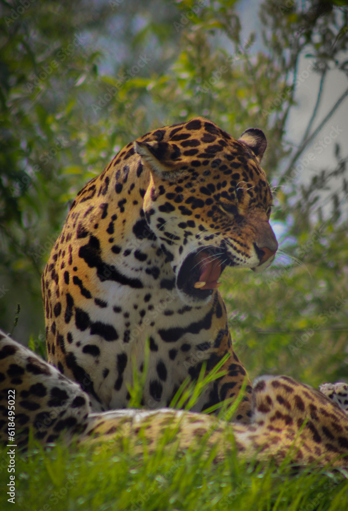 jaguar in zoo jaguar in zoo