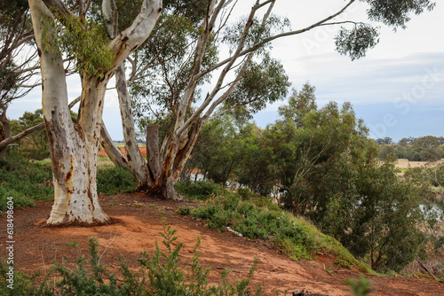 eucalyptus trees in australian bushland with red soil overlooking the werribee river