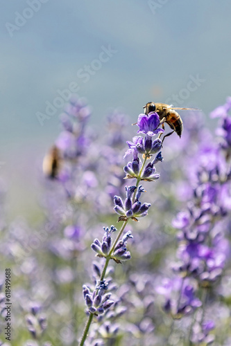 close-up of a bee on a lavender flower. Macro. Summer mood  lavender field.