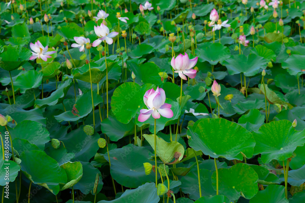 Big lake full of lotus flowers in full bloom lush green leaves and pink petals near dragon mountain Ninh Binh Hanoi Vietnam  