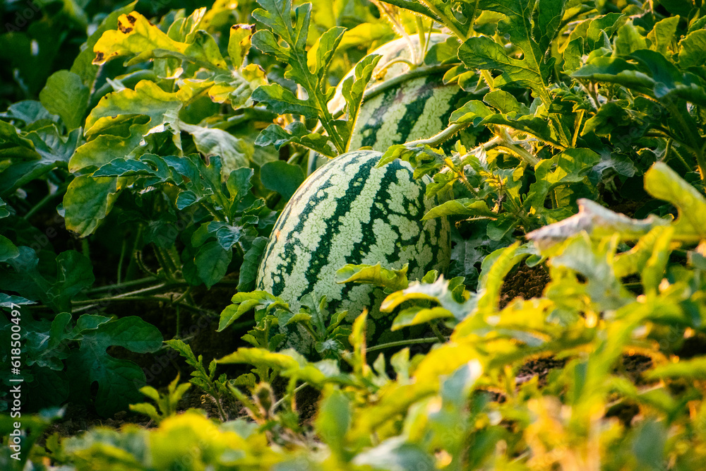 Fresh organic watermelons in the field, with morning sunlight. watermelon growing concept. Fresh organic watermelons in the field, with morning sunlight. watermelon growing concept.