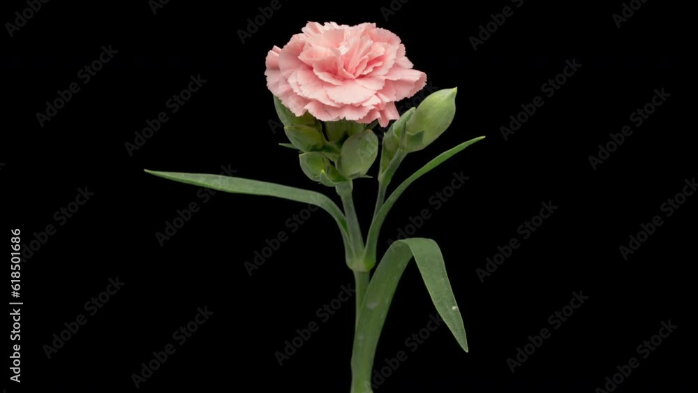 4K Time Lapse of blooming red carnation flower isolated on black background. Beautiful opening Carnation single flower. 4K Time Lapse of blooming red carnation flower isolated on black background. Beautiful opening Carnation single flower.