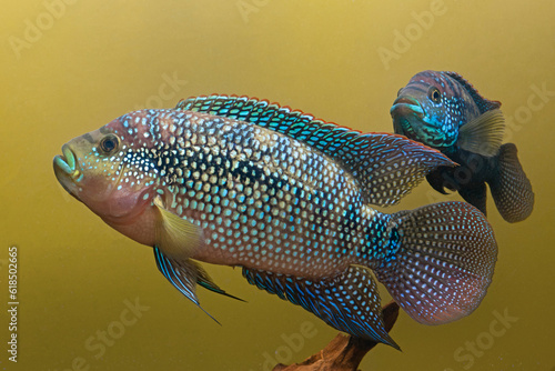 Rocio octofasciata, jack dempsey fish photo