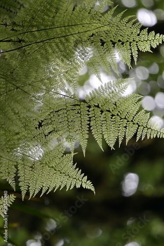 fern in the forest