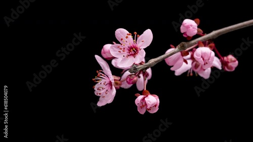 4K Time Lapse of blossoming branch with pink Cherry blossom flowers, springtime. Time-lapse spring tree branch with flowers and buds, isolated on black background.