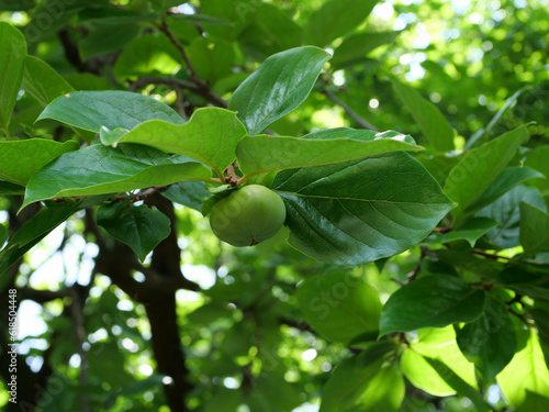 実を生したカキノキ