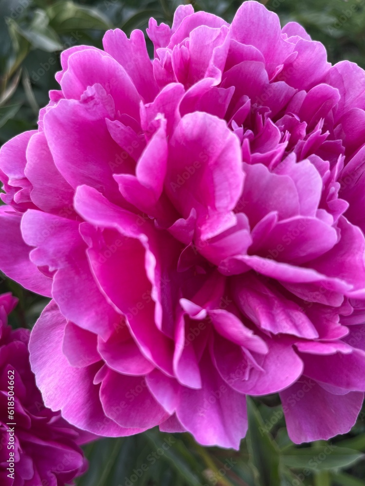 Fluffy pink peonies, natural peonies background