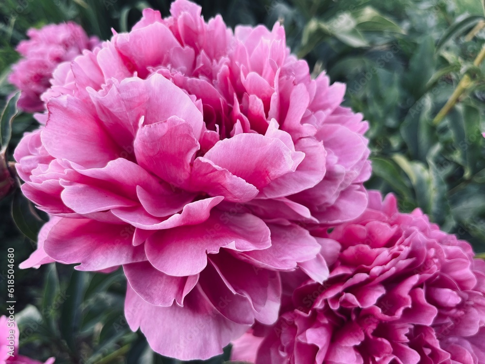 Fluffy pink peonies, natural peonies background