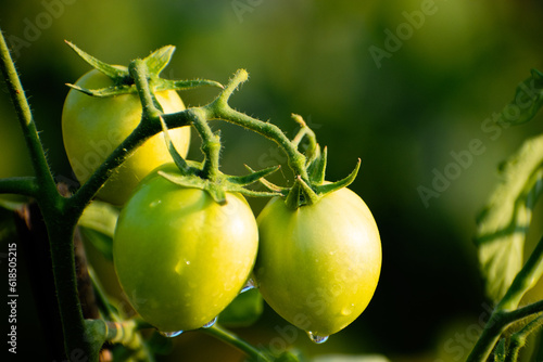 Fresh green roma tomatoes, tomato farming concept