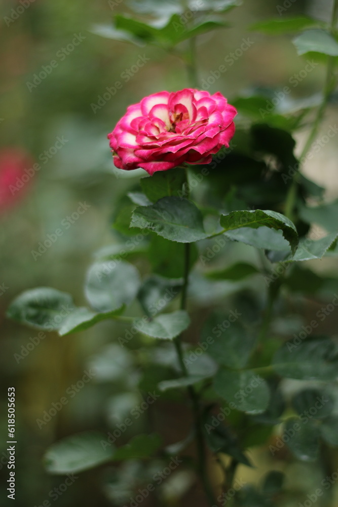 red rose in the garden