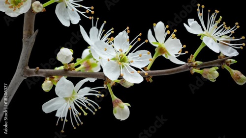 4K Time Lapse of flowering white flowers of cherry plum on tree branch isolated on background. Spring time-lapse of opening flowers of wild plum, close-up.