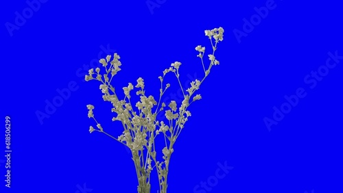 steppe veld grasswaving at wind on a blue screen. Chromakey object vol3 backlight scheme photo