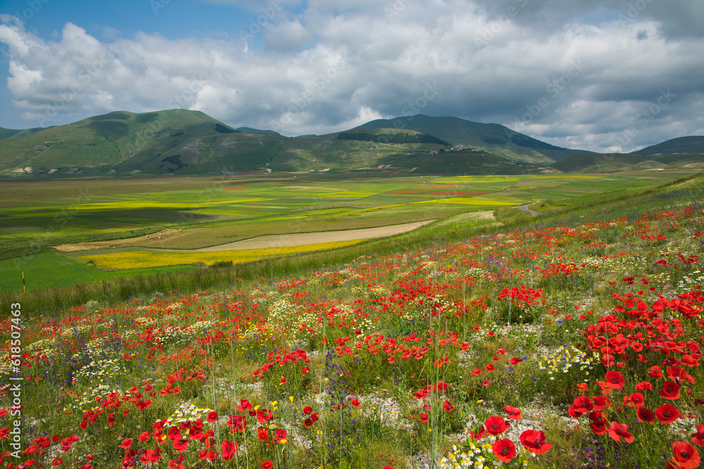 Amazing famous flowering in the Pian Grande of Castelluccio di Norcia at early morning, Umbria region, Italy